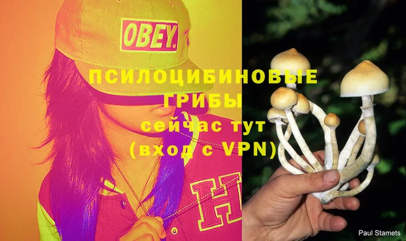 Псилоцибиновые грибы Psilocybe  цены   Валуйки 